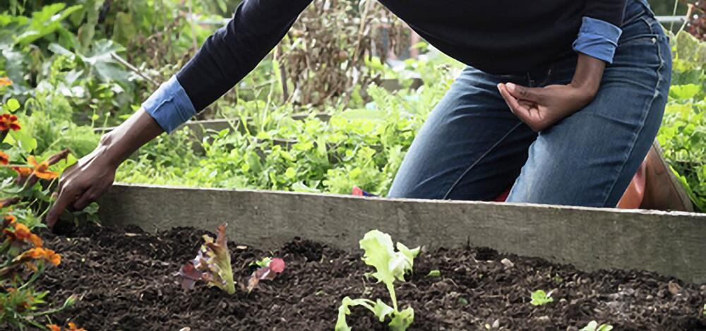 Ecologisch tuinieren: vierdelige lessenreeks
