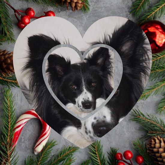 registerd user picture 3