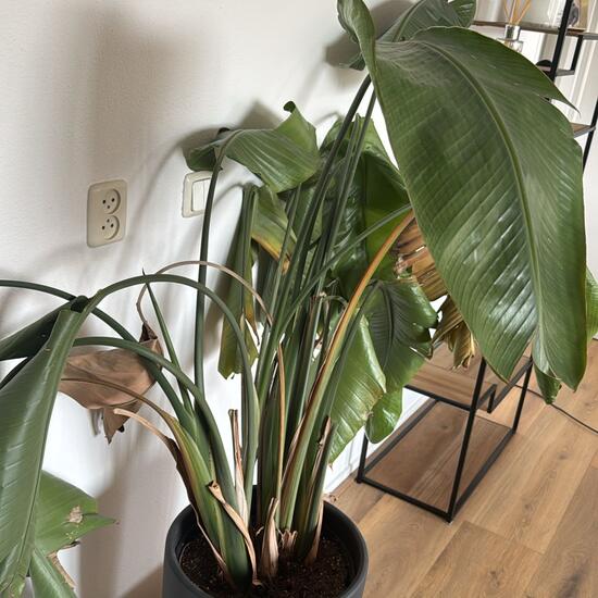 registerd user picture 3