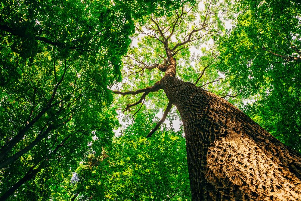 Wat is de mooiste monumentale boom in Zoersel?