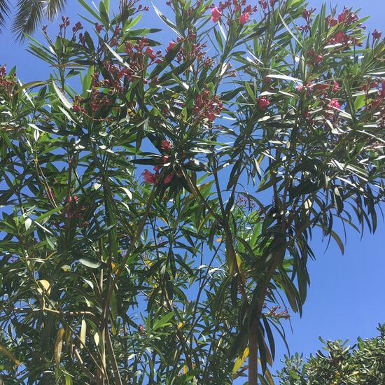 registerd user picture 2