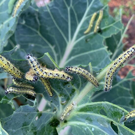 registerd user picture 1