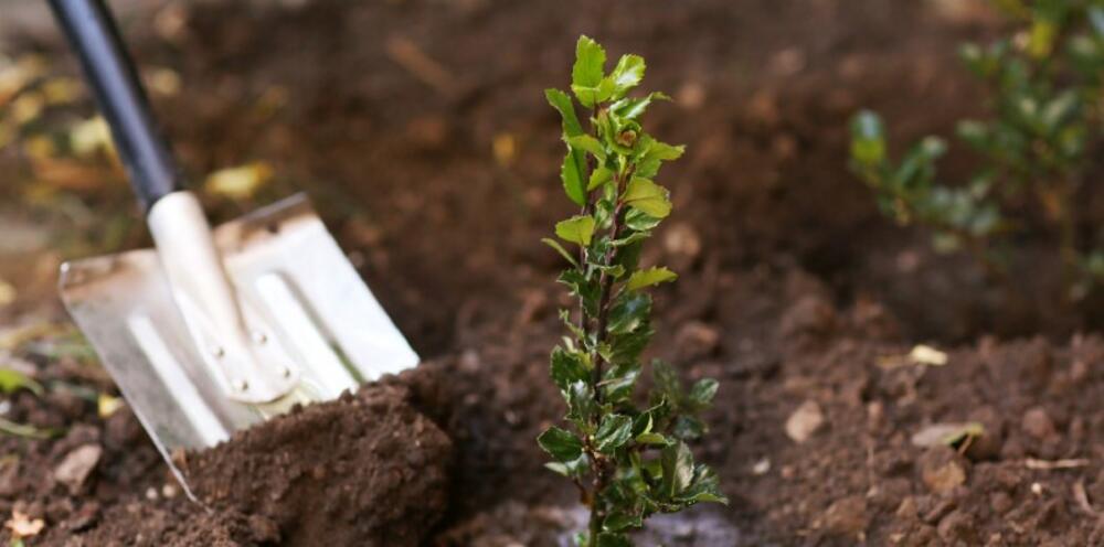 Kom jij ook bomen planten in het voedselbos Sluiskil?