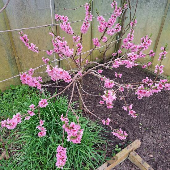 registerd user picture 1