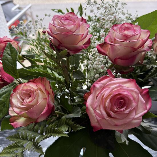 registerd user picture 2