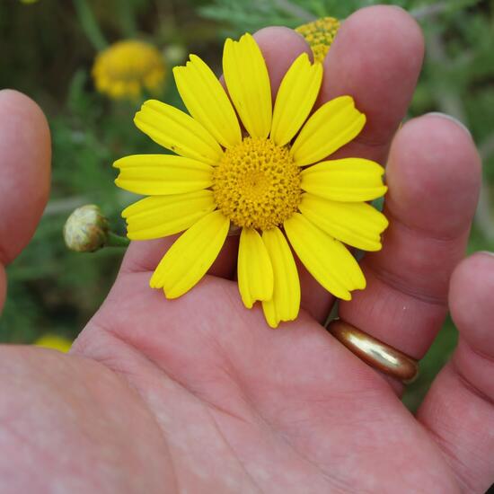 registerd user picture 2