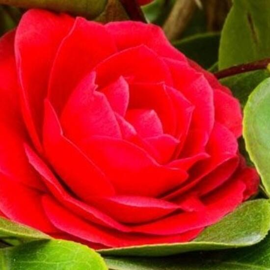 registerd user picture 2