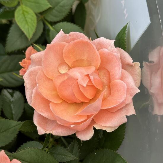 registerd user picture 2