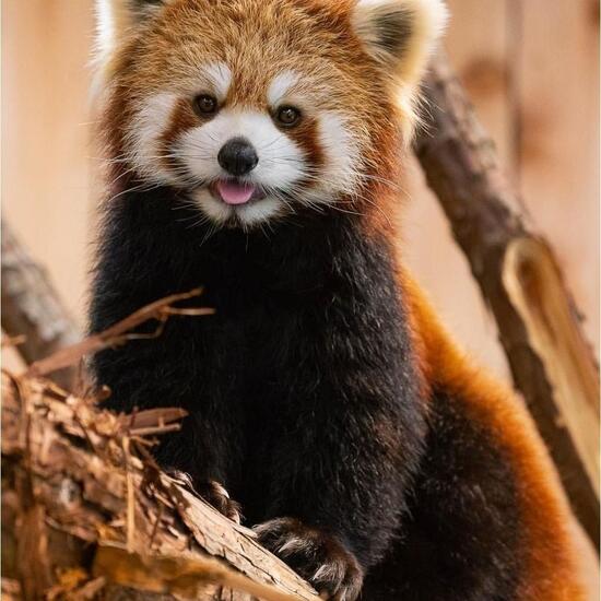 registerd user picture 2